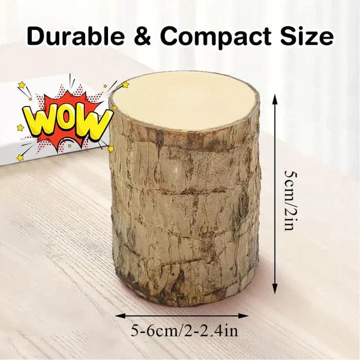 SD 🌱Lucky Brazil Wood Money Magnet Plant 🌱 Buy 1 Get 1 Free🔥 - dmore