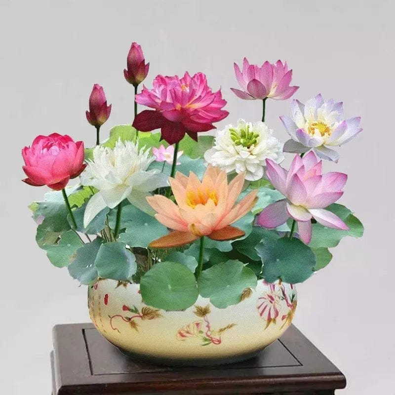 SC D-More Good Luck Water Lily Seeds – Bloom Prosperity & Positivity at Home! 🏡🌸 - dmore