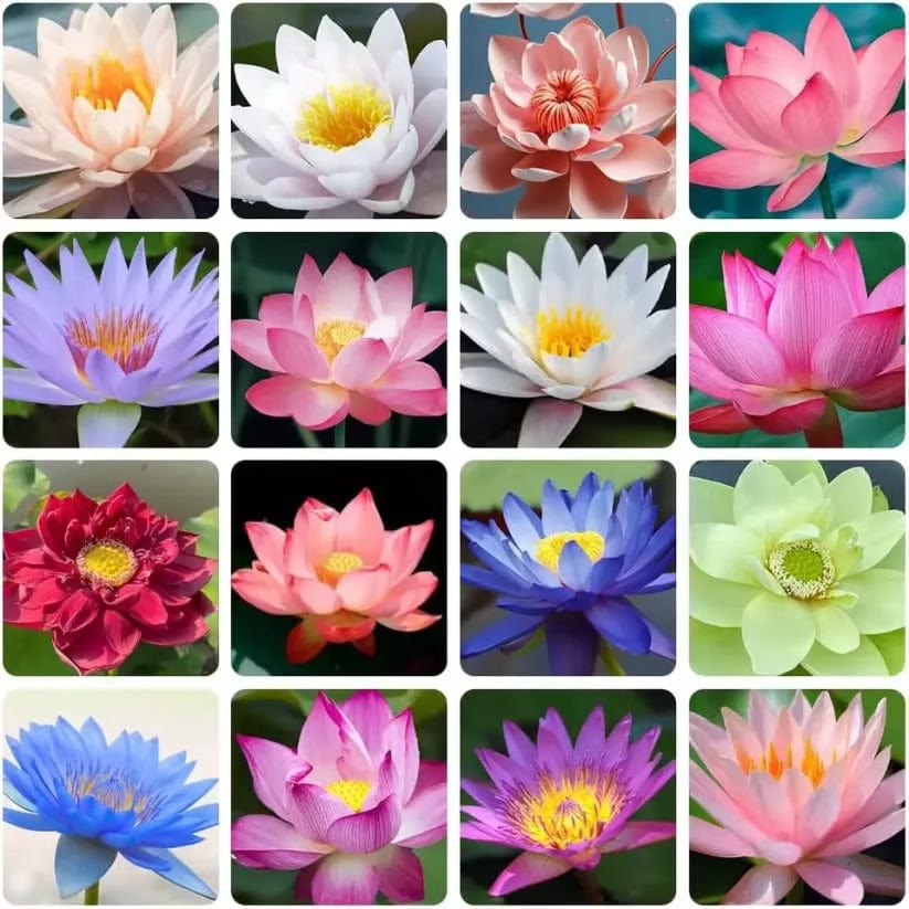 SC D-More Good Luck Water Lily Seeds – Bloom Prosperity & Positivity at Home! 🏡🌸 - dmore