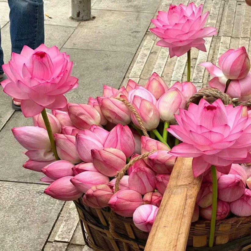 SC D-More Good Luck Water Lily Seeds – Bloom Prosperity & Positivity at Home! 🏡🌸 - dmore