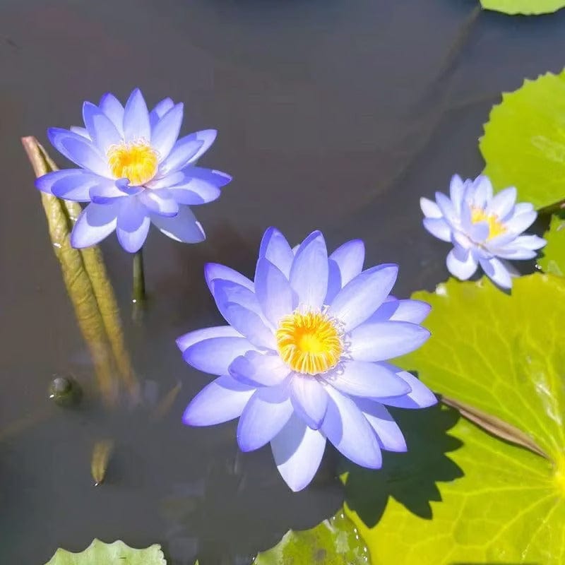 SC D-More Good Luck Water Lily Seeds – Bloom Prosperity & Positivity at Home! 🏡🌸 - dmore
