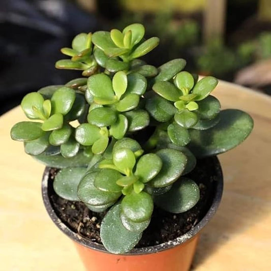 SC D-More 🌱 Jade Indoor Lucky Plant – Your Ultimate Good Luck Charm! 🍀 - dmore