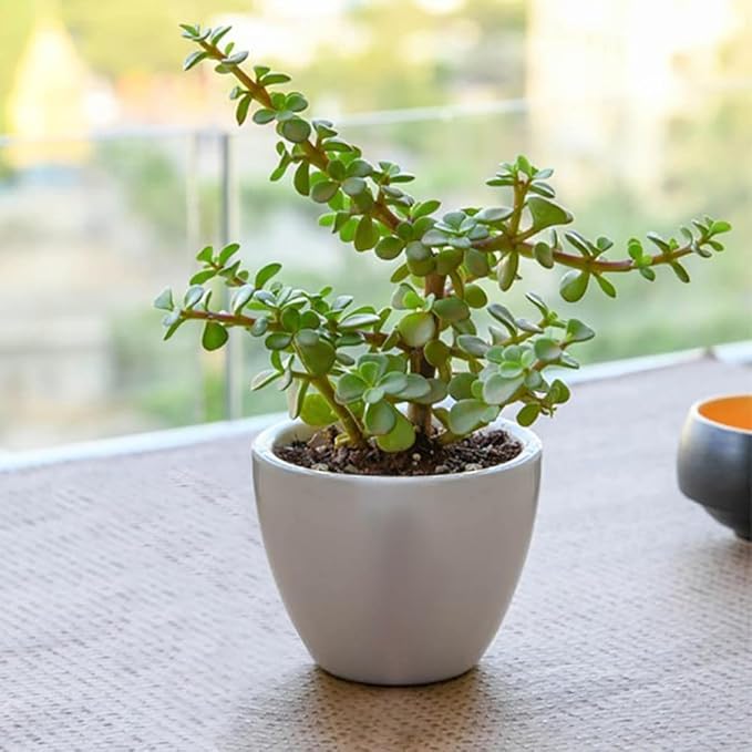 SC D-More ๐ฑ Jade Indoor Lucky Plant โ Your Ultimate Good Luck Charm! ๐ - dmore