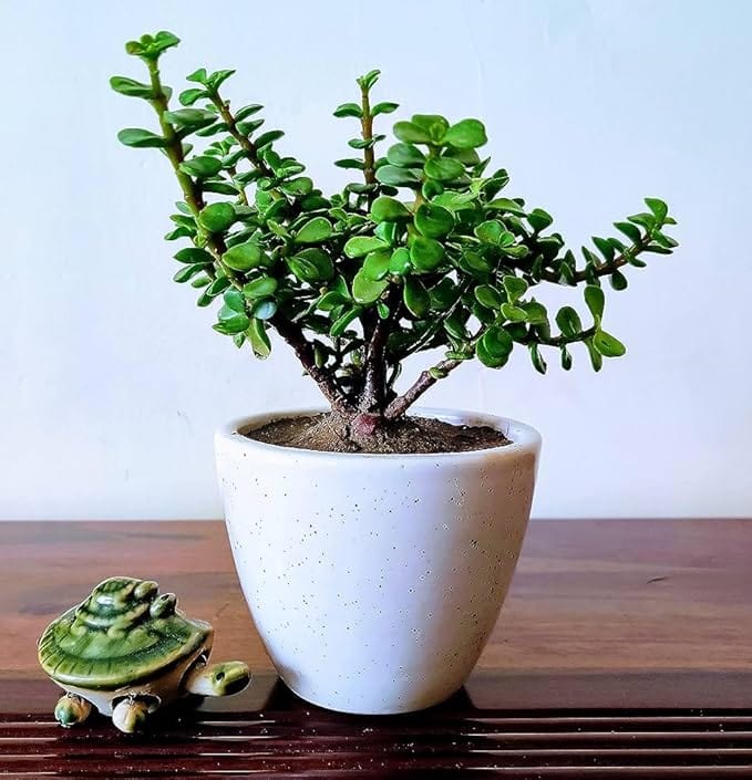 SC D-More ๐ฑ Jade Indoor Lucky Plant โ Your Ultimate Good Luck Charm! ๐ - dmore