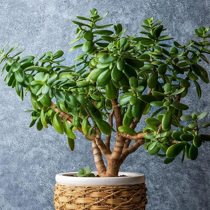 SC D-More ๐ฑ Jade Indoor Lucky Plant โ Your Ultimate Good Luck Charm! ๐ - dmore