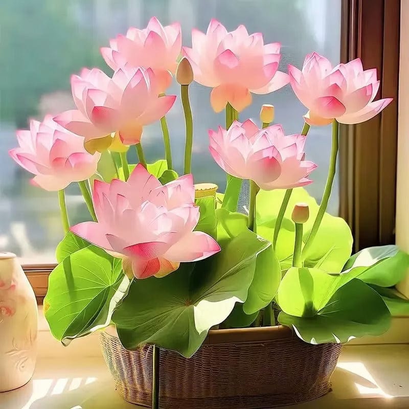 SC D-More Good Luck Water Lily Seeds – Bloom Prosperity & Positivity at Home! 🏡🌸 - dmore