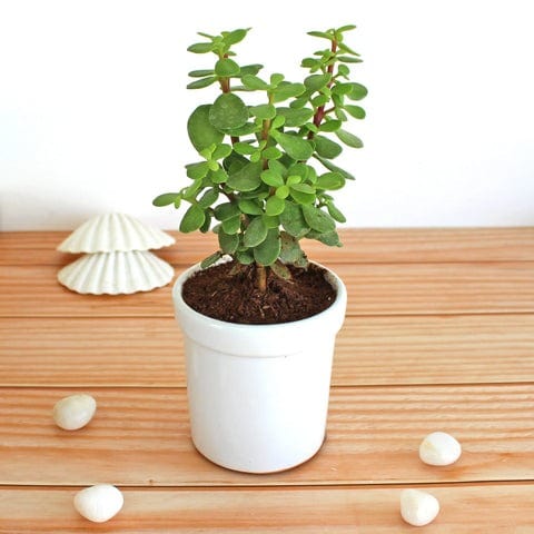 SC D-More ๐ฑ Jade Indoor Lucky Plant โ Your Ultimate Good Luck Charm! ๐ - dmore