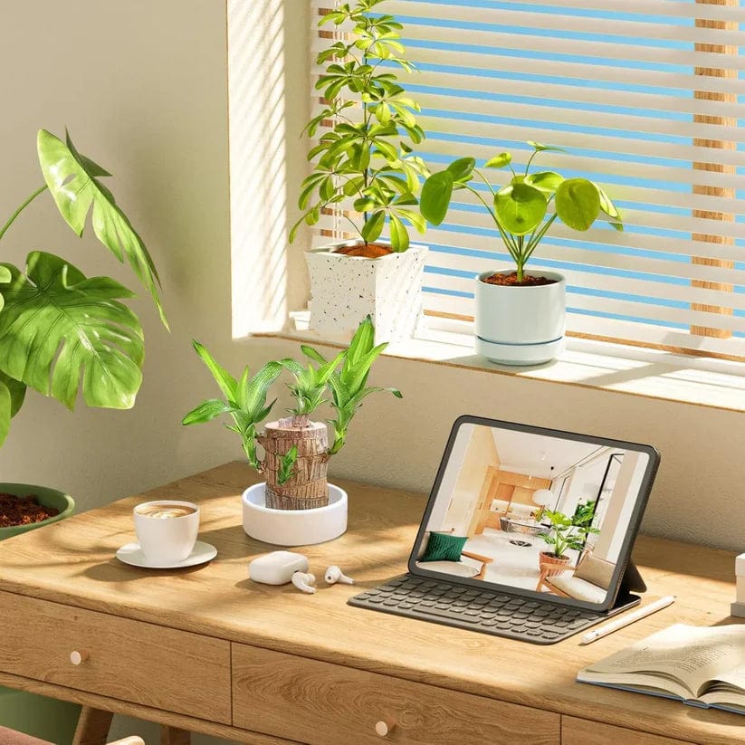SD 🌱Lucky Brazil Wood Money Magnet Plant 🌱 Buy 1 Get 1 Free🔥 - dmore