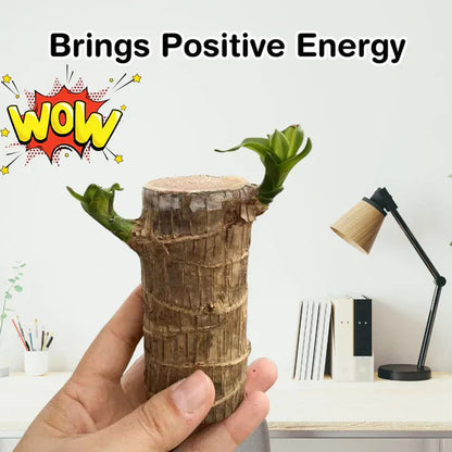 D-More 🌱Lucky Brazil Wood Money Magnet Plant 🌱 Buy 1 Get 1 Free🔥