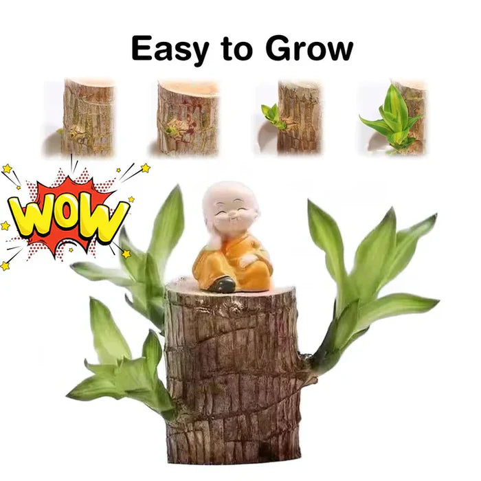 D-More 🌱Lucky Brazil Wood Money Magnet Plant 🌱 Buy 1 Get 1 Free🔥