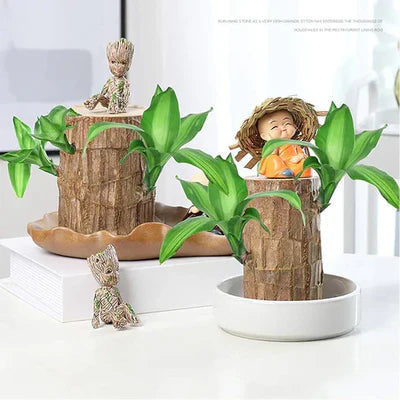 D-More 🌱Lucky Brazil Wood Money Magnet Plant 🌱 Buy 1 Get 1 Free🔥