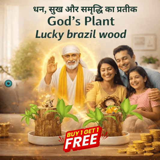 SD 🌱Lucky Brazil Wood Money Magnet Plant 🌱 Buy 1 Get 1 Free🔥 - dmore
