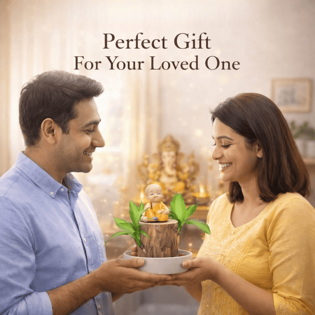 SD 🌱Lucky Brazil Wood Money Magnet Plant 🌱 Buy 1 Get 1 Free🔥 - dmore