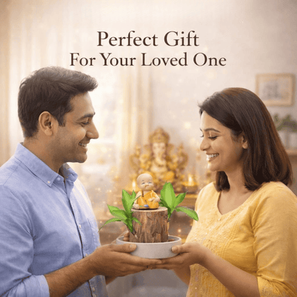 SD 🌱Lucky Brazil Wood Money Magnet Plant 🌱 Buy 1 Get 1 Free🔥 - dmore