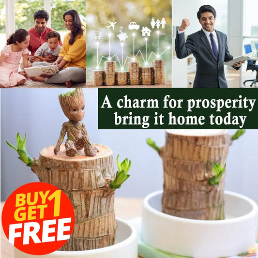 MD 🌱Lucky Brazil Wood Money Magnet Plant 🌱 Buy 1 Get 1 Free🔥