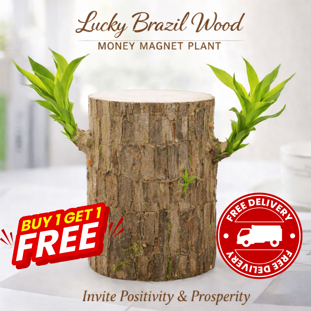 Lucky Brazil Wood (Money Magnet Plant) – A Symbol of Prosperity & Positive Energy - dmore
