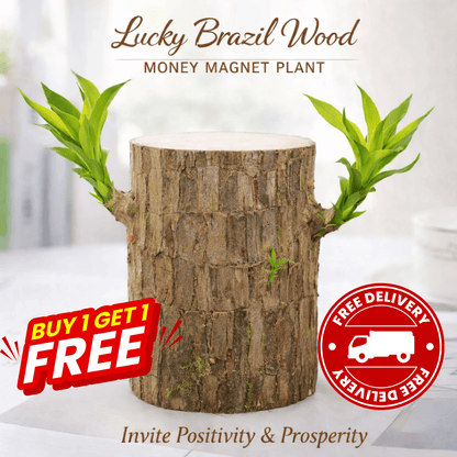 Lucky Brazil Wood (Money Magnet Plant) – A Symbol of Prosperity & Positive Energy - dmore