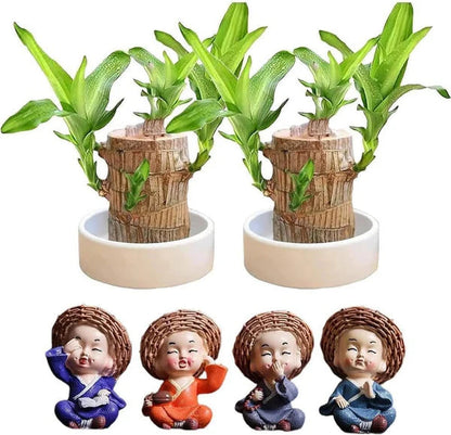 D-More 🌱Lucky Brazil Wood Money Magnet Plant 🌱 Buy 1 Get 1 Free🔥