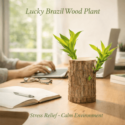Lucky Brazil Wood (Money Magnet Plant) – A Symbol of Prosperity & Positive Energy - dmore