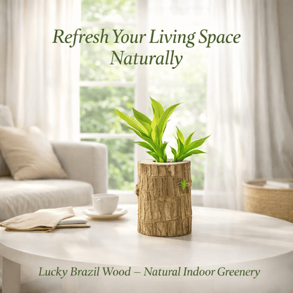 Lucky Brazil Wood (Money Magnet Plant) – A Symbol of Prosperity & Positive Energy - dmore