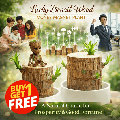 Lucky Brazil Wood (Money Magnet Plant) – A Symbol of Prosperity & Positive Energy - dmore