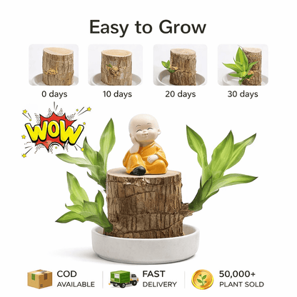 SD 🌱Lucky Brazil Wood Money Magnet Plant 🌱 Buy 1 Get 1 Free🔥 - dmore