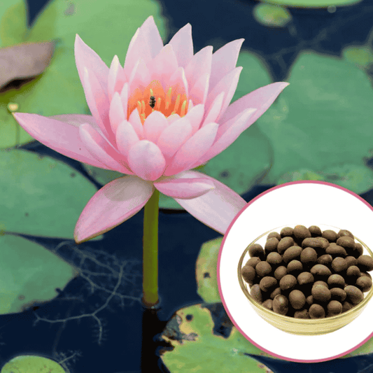 SC D-More Good Luck Water Lily Seeds – Bloom Prosperity & Positivity at Home! 🏡🌸 - dmore