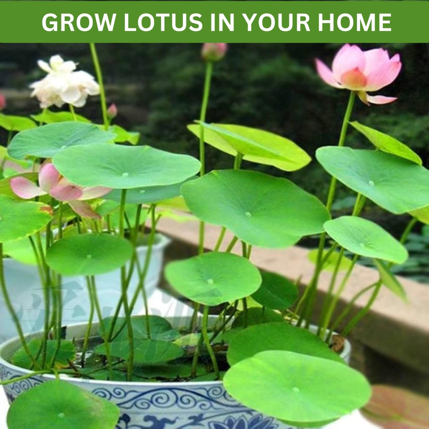 Lotus Flower Seeds for Garden & Pond-(Pack of 40)