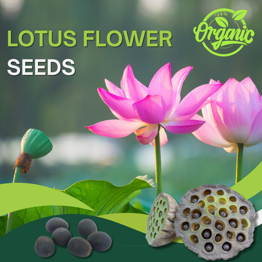 Lotus Flower Seeds for Garden & Pond-(Pack of 40)