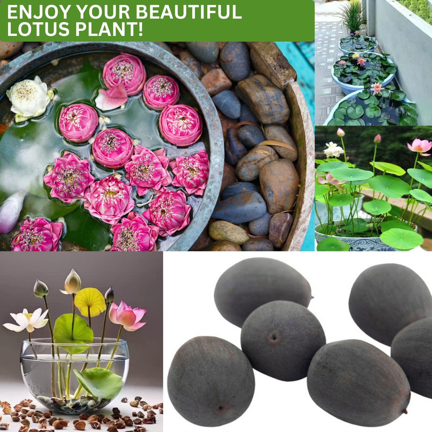 Lotus Flower Seeds for Garden & Pond-(Pack of 40)