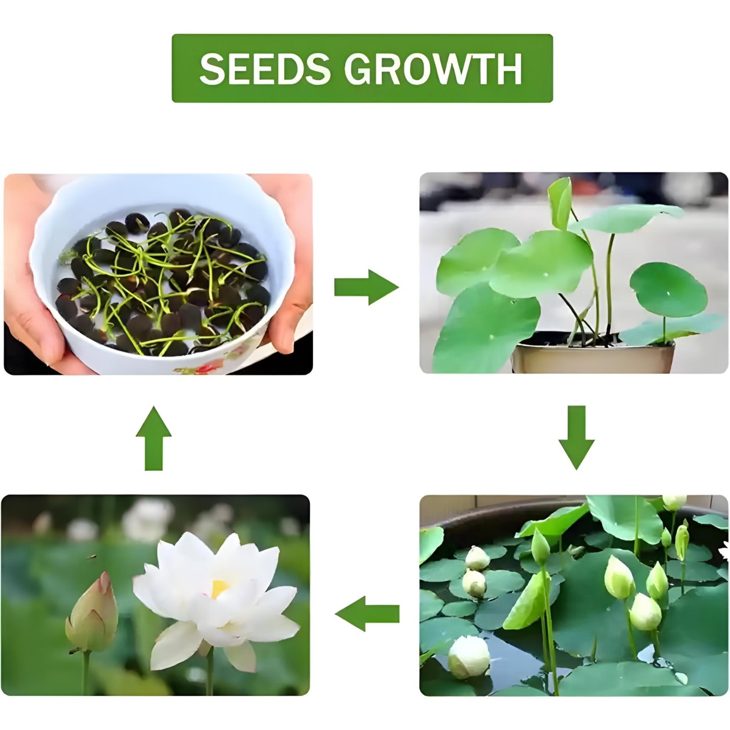 Lotus Flower Seeds for Garden & Pond-(Pack of 40)