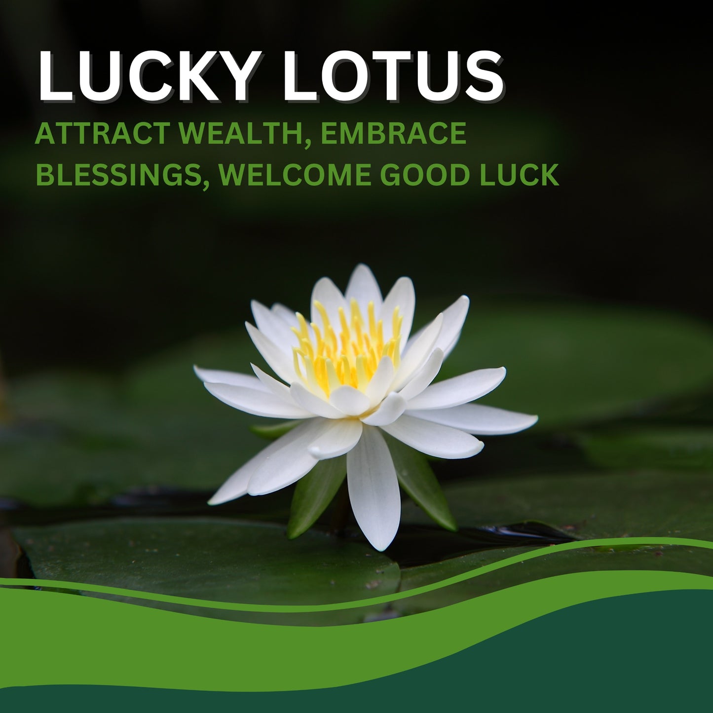 Lotus Flower Seeds for Garden & Pond-(Pack of 40)