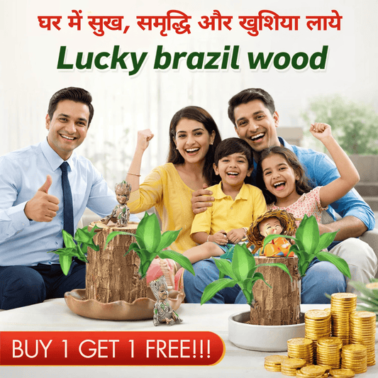 MD 🌱Lucky Charm Brazil Wood Money Magnet Plant 🌱 Buy 1 Get 1 Free - dmore