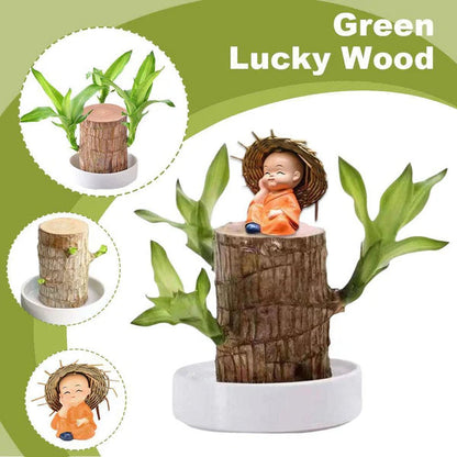 D-More 🌱Lucky Brazil Wood Money Magnet Plant 🌱 Buy 1 Get 1 Free🔥