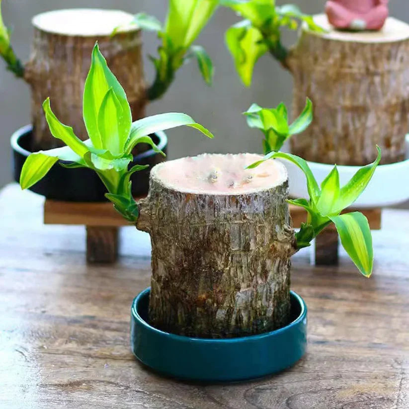 D-More 🌱Lucky Brazil Wood Money Magnet Plant 🌱 Buy 1 Get 1 Free🔥