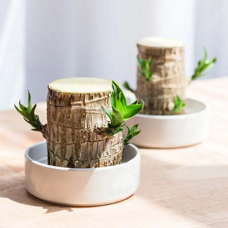 D-More 🌱Lucky Brazil Wood Money Magnet Plant 🌱 Buy 1 Get 1 Free🔥