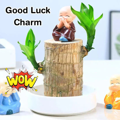 D-More 🌱Lucky Brazil Wood Money Magnet Plant 🌱 Buy 1 Get 1 Free🔥