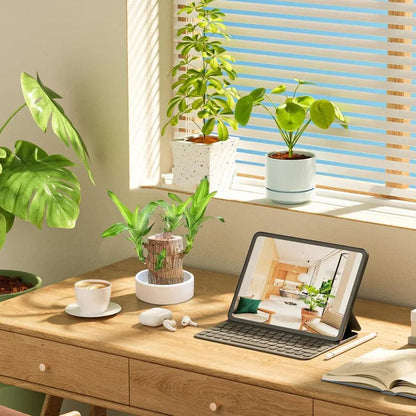 MD 🌱Lucky Brazil Wood Money Magnet Plant 🌱 Buy 1 Get 1 Free🔥 - dmore